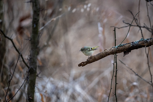 A tiny bird perches on a branch in the woods