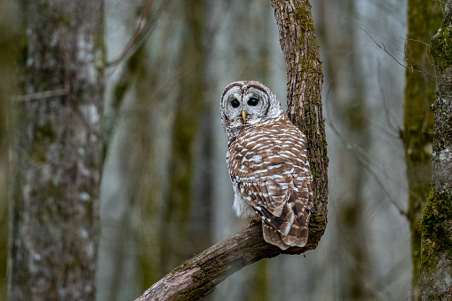 Owl sitting on branch near tree in forest