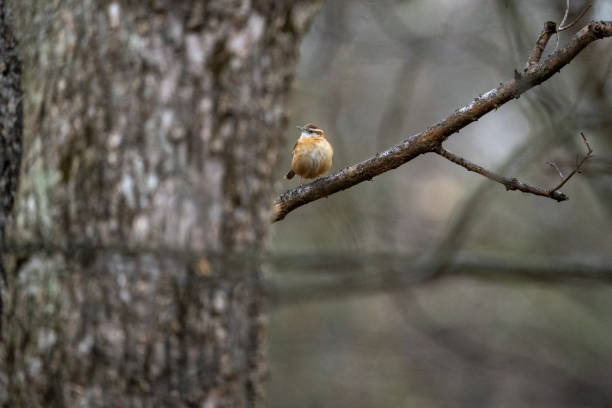 istock a bird perches on a tree branch in the wild 2077883860