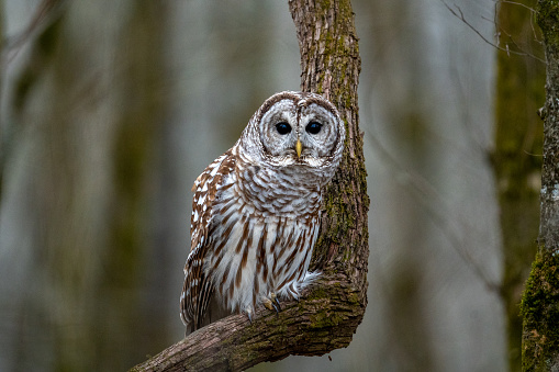 A brown and white owl perched on a tree branch