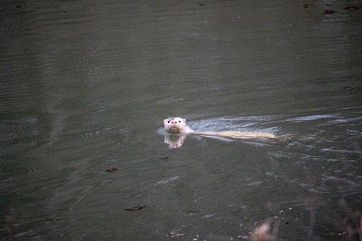 White ferret swimming in water with head above surface