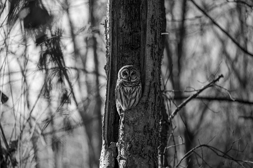 Monochrome image of an owl peeking from a tree hollow