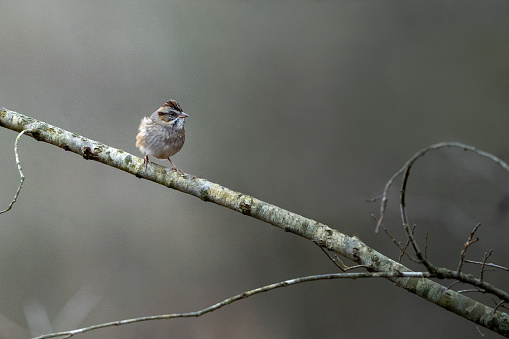 A small bird perched on a branch beside a tree