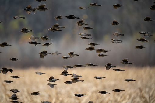 Birds preparing to take flight in a field