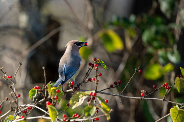 istock a bird perched on top of some berries in a tree 2077888083