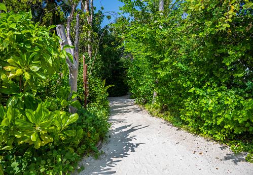 Sandy path in a dense tropical green forest. Sunny weather.