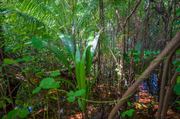Dense tropical vegetation in the rainforest. The surface is flooded with water.