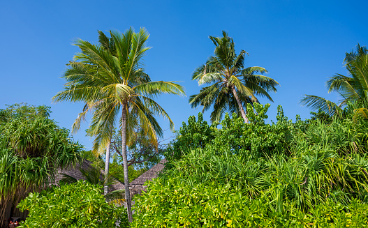 Palm trees in a dense green forest. Sunny weather.