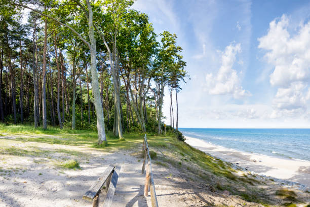 Play of light in the coastal protection forest on the Baltic coast on Usedom