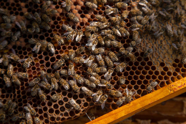 istock Working bees in a hive on honeycomb. Bees inside hive with sealed and open cells for their young. 2077923961