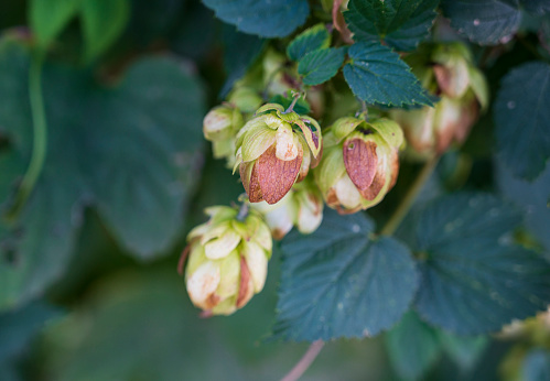 Flower of Humulus lupulus plant with green blurred background