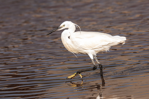 A Little White Egret (Ardea alba) walking in the small pond