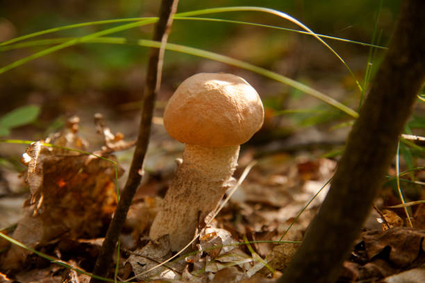 Close up view of edible forest mushroom brown cap boletus growing in the autumn forest among fallen leaves, grass and moss. Crop of forest edible mushrooms.