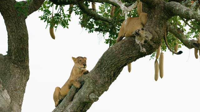 Wildlife view in the African conservation area of Ngorongoro in Tanzania showing two lionesses enjoying their rest on a huge tree. The Crater was officially hailed as one of the Seven Natural Wonders of Africa