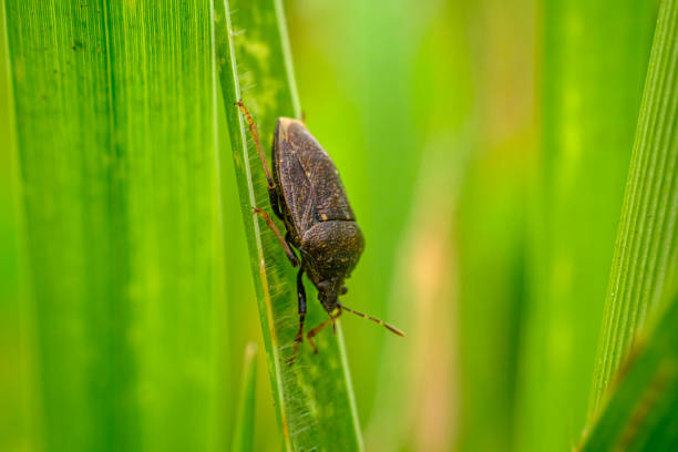 leaf ladybugs or in scientific language Pentatomidae which has a distinctive pungent odor.