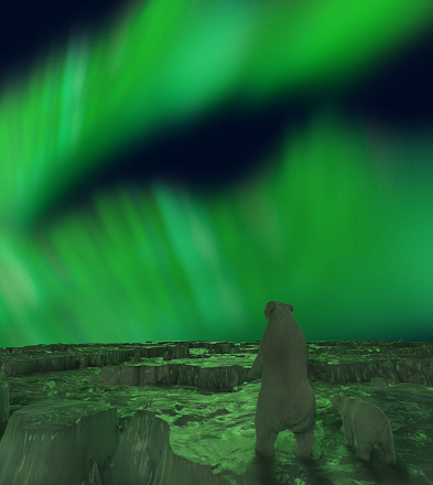 Polar Bears watching Northern Lights