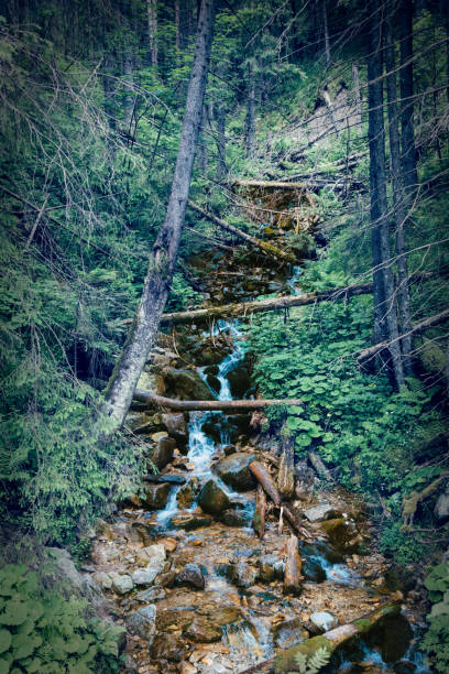 istock Stream flowing down from high mountains in polish Tatras 2077968331