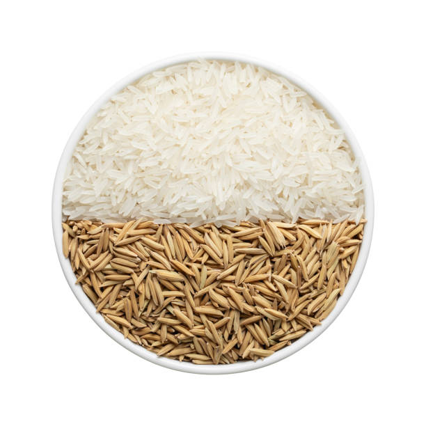 istock Rice and paddy in white bowl. 2077969372