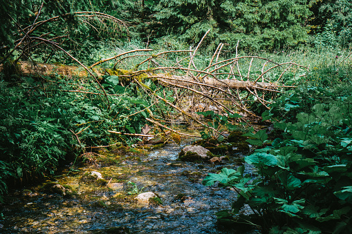 Stream flowing down from high mountains in polish Tatras