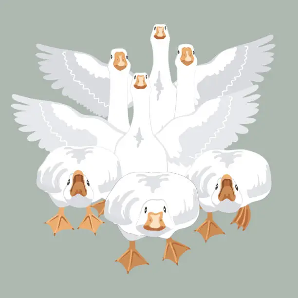 Vector illustration of Angry and brave geese running and going to bite probably. Goose birds attacking and defending the flock, and geese flapping wings. Vector illustration isolated on green.