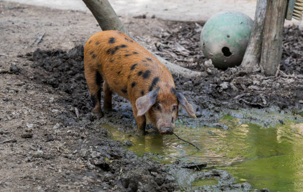 istock Oxford Sandy and Black pig stands by the water. 2077997939