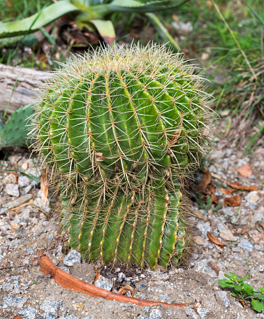 Detail of a green Kroenleinia grusonii cactus with yellow spines.