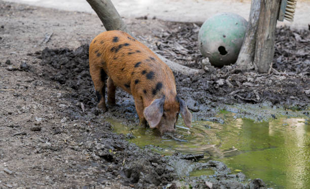 istock Oxford Sandy and Black pig stands by the water. 2077997944