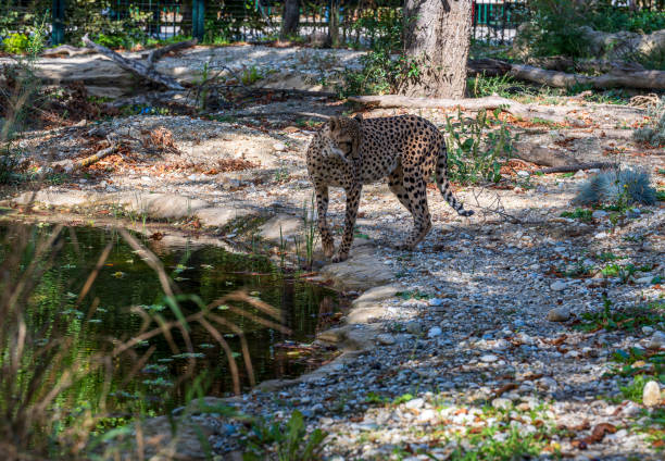 Cheetah (Acinonyx jubatus) eating from a prey in the grass.The cheetah is the fastest land animal  capable of accelerating up to 112 km/h (70 mph).