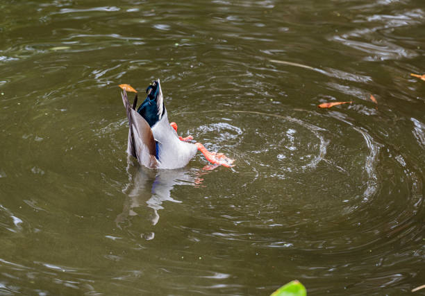 A mallard duck dives under the dark water.