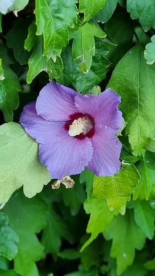 A purple Althaea flower on the shrubs in a park in Bucharest