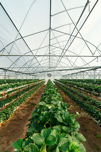 No soil strawberry farming in a greenhouse. Natural lighting with daylight