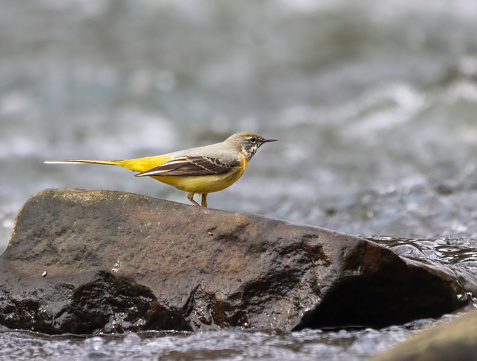 A Grey wagtail perched on a rock in a watery landscape surrounded by rocks