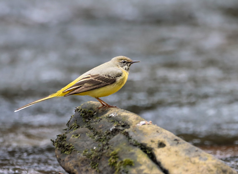 A Grey wagtail perched on a rock in a watery landscape surrounded by rocks