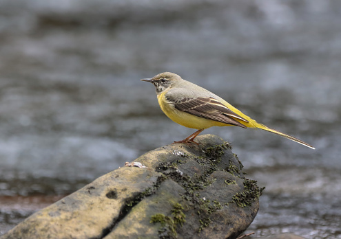 A Grey wagtail perched on a rock in a watery landscape surrounded by rocks