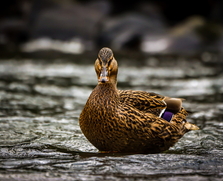 A mallard Duck sitting in water, gazing behind
