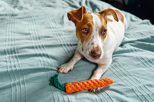 Jack Russell Terrier dog with carrot toy inviting its owner to play with him. Funny little white and brown dog playing with dog's toy.