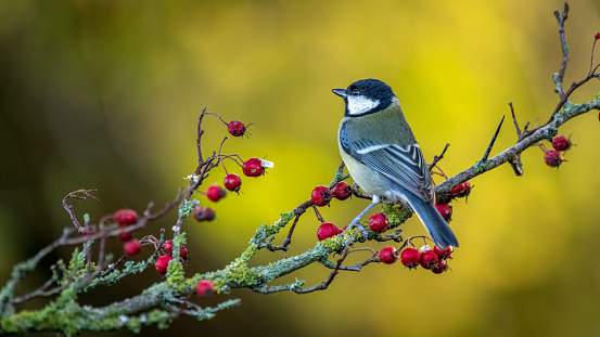 A great tit perched on a branch with red berries