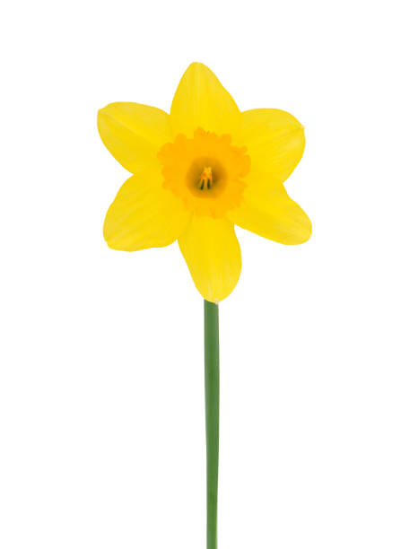 istock Wild daffodil flower isolated on white background, Narcissus pseudonarcissus 2078024747
