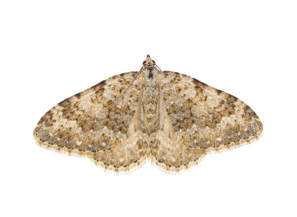 istock Grey mountain carpet moth isolated on white background, Entephria caesiata 2078024748