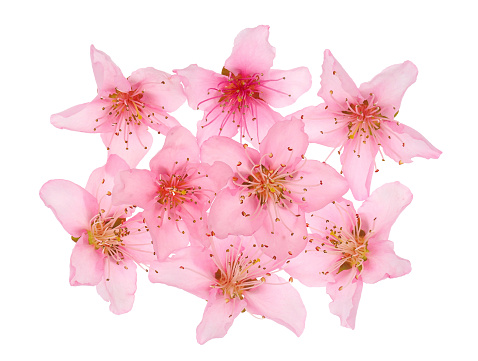 Cherry blossoms with clipping path.