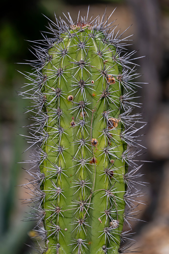 A cactus with spiky spikes in a blooming garden.