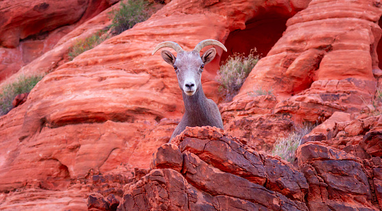 Desert Bighorn Sheep in the Valley of Fire State Park. Nevada, United States.