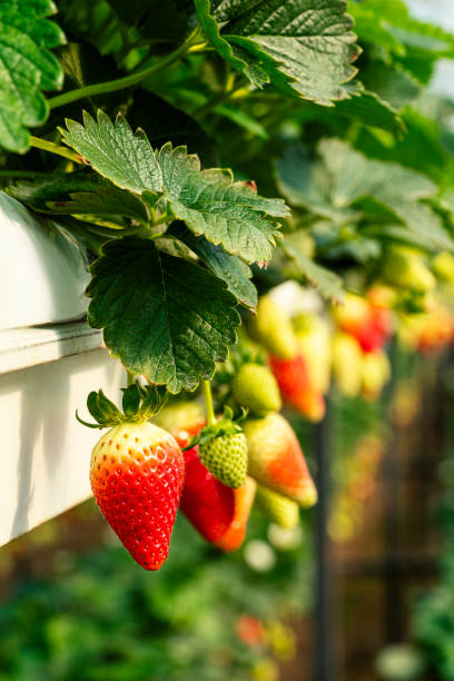 Strawberries in a no soil farming greenhouse, close up shot stock photo