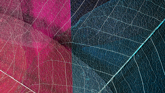 leaf texture close-up. biophilic nature-inspired textured background
