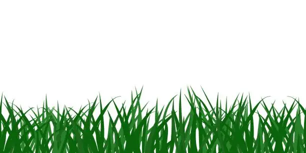 Vector illustration of Grassy field, cartoon green grass in seamless border or stripe a