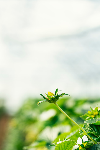 Close up shot of a raw strawberry in a greenhouse. Natural lighting.