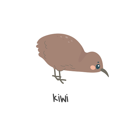 Children's illustration, cute kiwi bird, with caption. vector illustration for teaching kids