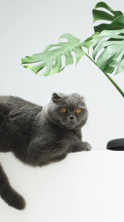 Scottish fold cat portrait on white background. British shorthair grey and blue domestic cat with big yellow eyes sitting or lying in white room with green monstera indoor plant and looking at camera, look ahead