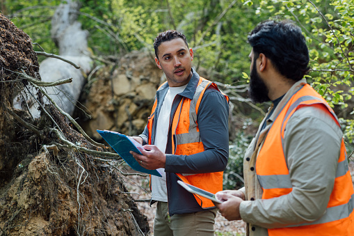Waist up view of two male tree surgeons standing together discussing plans and strategies. They are wearing work attire and hi-vis jackets while surrounded by towering trees in a forest in Northumberland, North East England. They are examining a fallen tree from a forest floor.