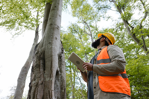 Low angle waist up view of a young male tree surgeon. He is wearing work attire, a hard hat and hi-vis jacket while surrounded by towering trees in a forest in Northumberland, North East England. He is examining a tall tree in the forest while holding a digital tablet.